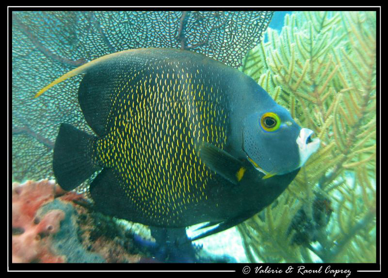 Taken in Cozumel with a Canon G9. by Raoul Caprez 