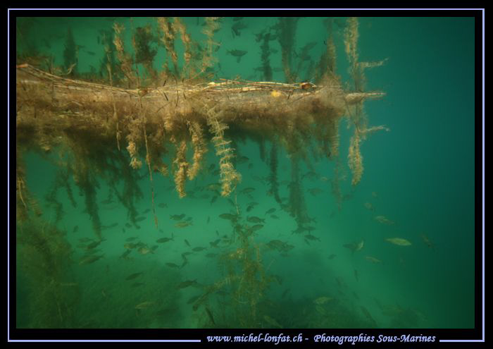 FreshWater Atmospher.... Que du Bonheur... :O)... by Michel Lonfat 