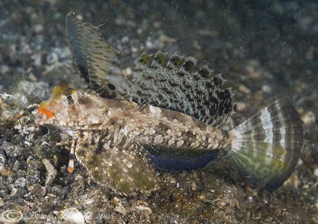 Dragonet. Lembeh straits. D200, 60mm. by Derek Haslam 