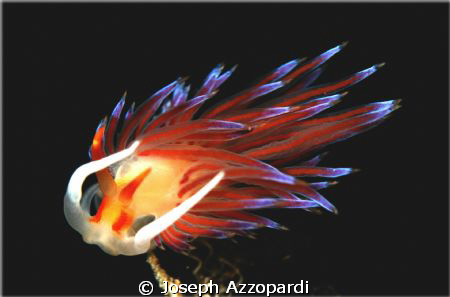 Nudi branch by Joseph Azzopardi 