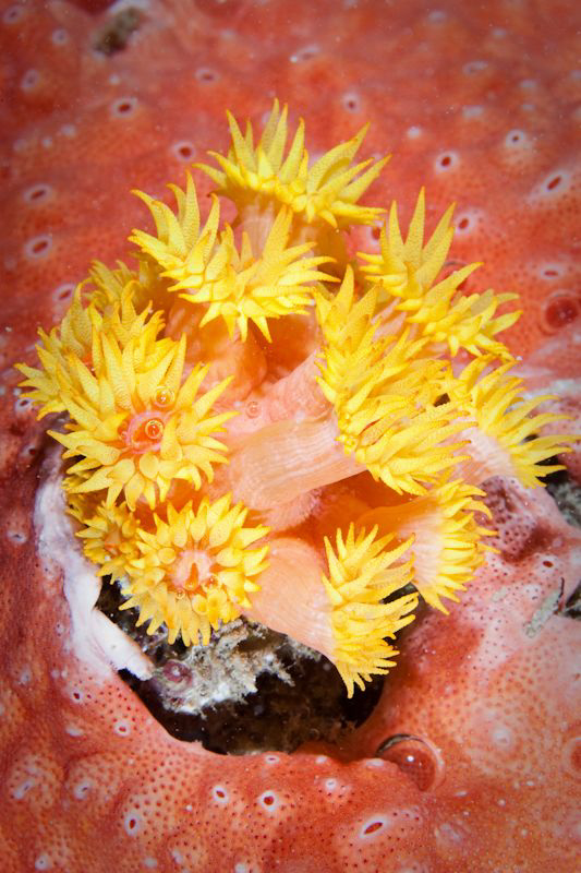 Yellow Anemone off Rottnest Island. Canon 20D 60mm Macro by Mick Tait 