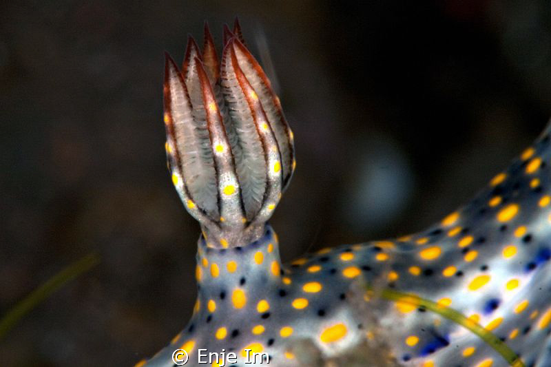 closeup by Enje Im 