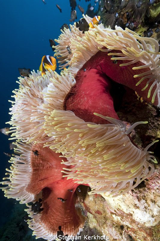 Magnificent anemone taken at Anemone City, Ras Mohammed by Stephan Kerkhofs 