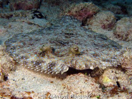 Peacock Flounder, Aguadilla by Abimael Márquez 