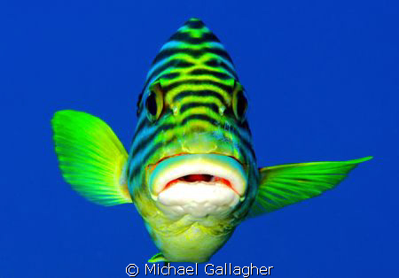 A particularly bold oriental sweetlip, who allowed me to ... by Michael Gallagher 