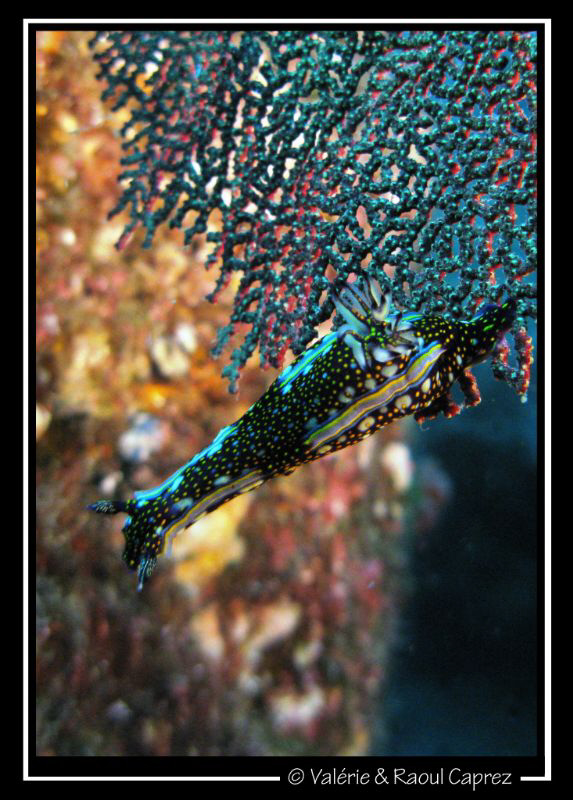 Taken in the Cortez sea. Canon G9. by Raoul Caprez 