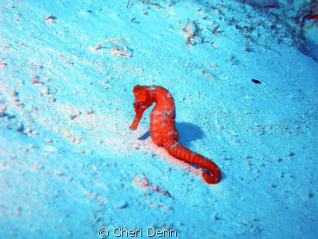 A lonely little sea horse. by Cheri Denn 