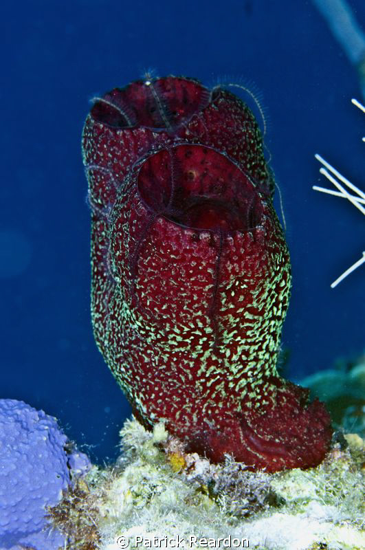 Reef still-life with sponge and brittle stars.  It's real... by Patrick Reardon 