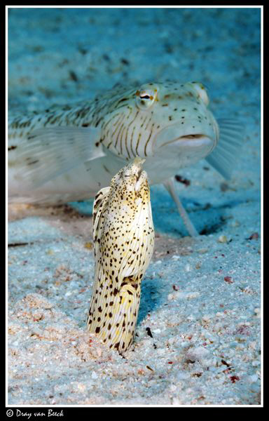 Crocodile snake eel and sandperch. by Dray Van Beeck 