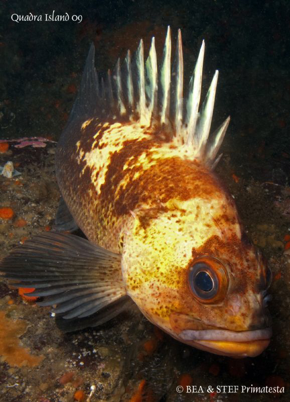 Quillback rockfish (Sebastes maliger). Quadra Island, BC.... by Bea & Stef Primatesta 