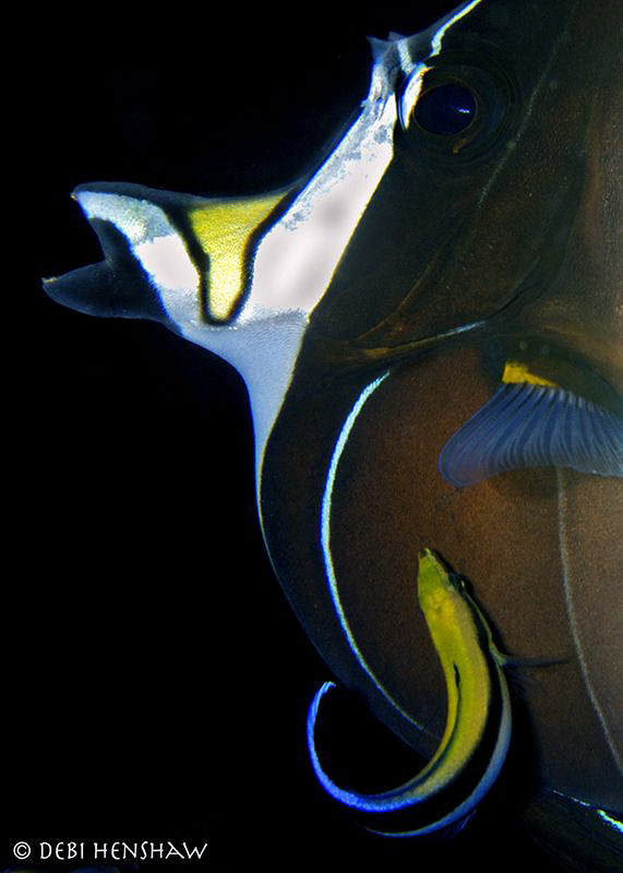 "A Clean Profile" by Debi Henshaw 