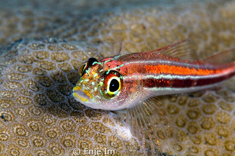 triplefin closeup / Canon 450D + 100mm + 1.4x tc by Enje Im 