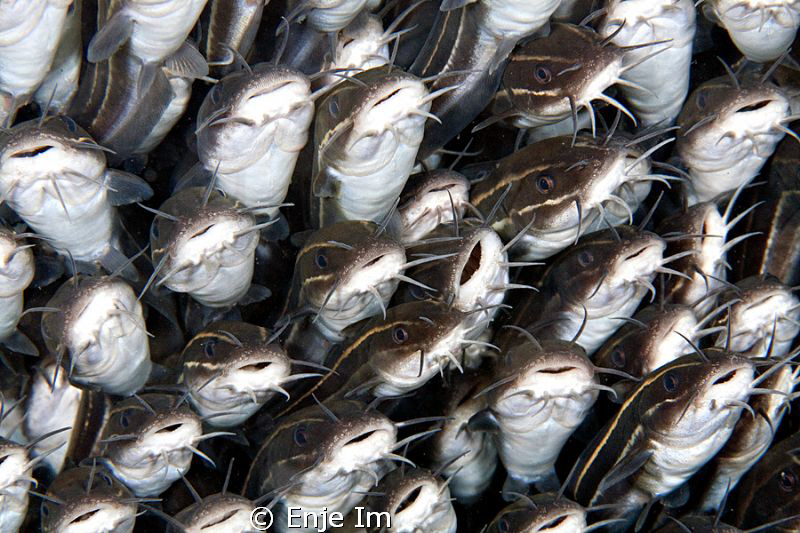 eel catfish by Enje Im 