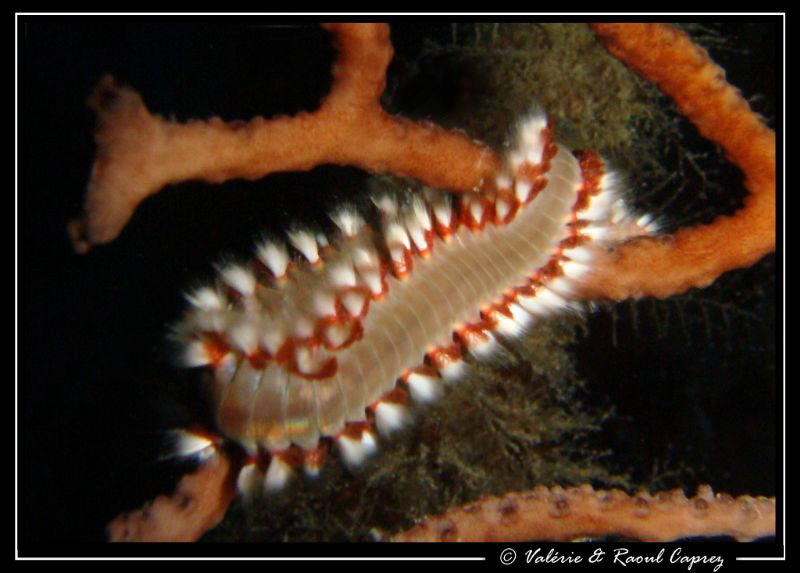 Photo taken in Playa del Carmen. by Raoul Caprez 