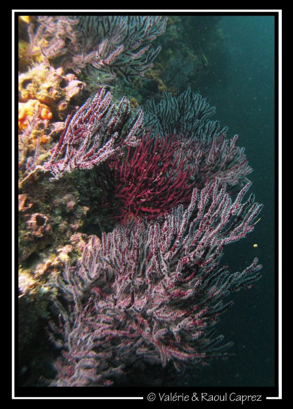 Nice coral garden. Canon G9 by Raoul Caprez 