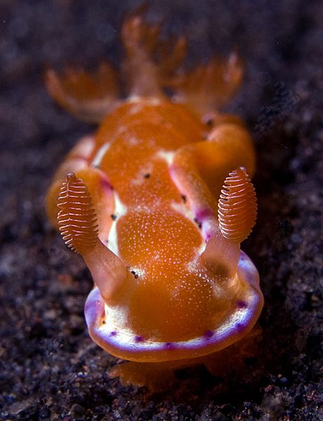 Nudibranch, Tualmben. by Doug Anderson 
