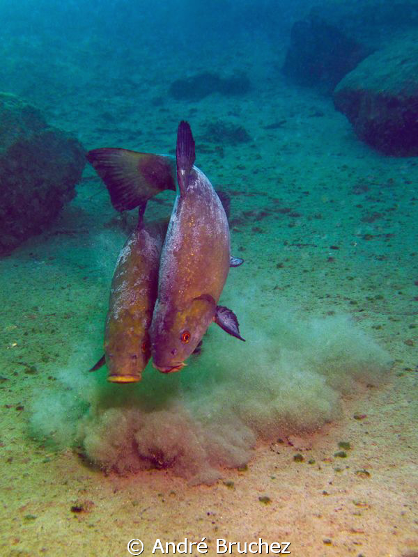 Tench shot in a gravel pit from our home!
Tanche à St-Tr... by André Bruchez 