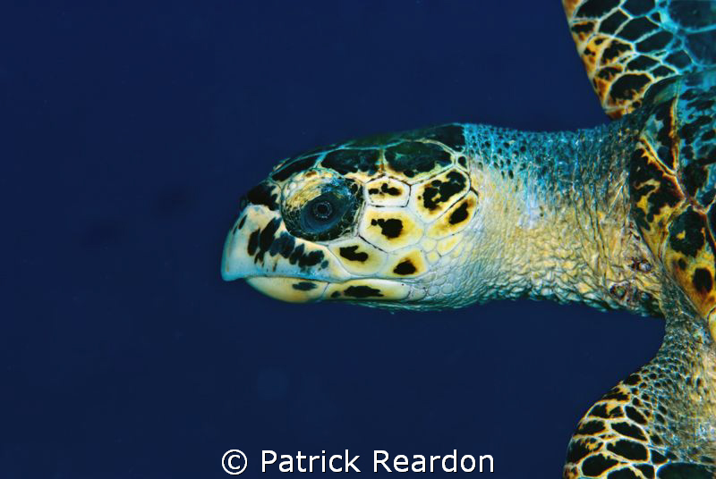 Despite my best jokes, I COULD NOT get this guy to smile!... by Patrick Reardon 