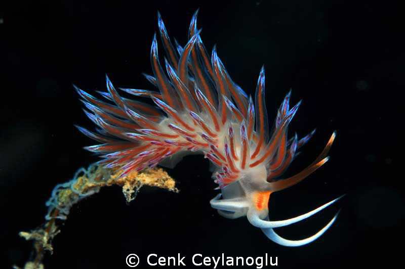 Nudi and her eggs..
 This shot was taken in Kas / Turkiy... by Cenk Ceylanoglu 