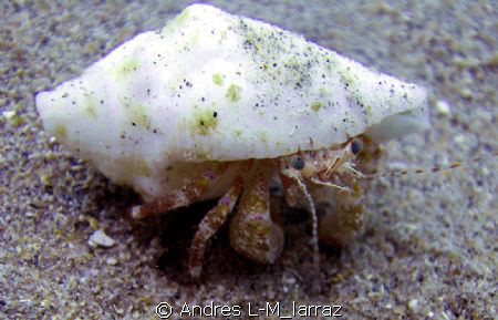 Hermit crab/new home by Andres L-M_larraz 