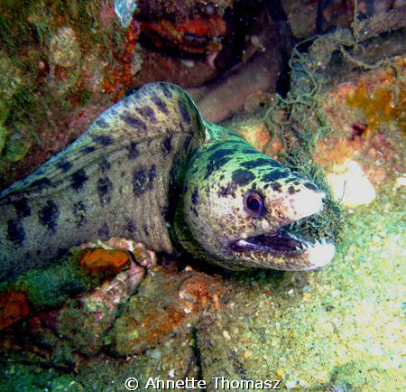 Love the sharp teeth. This little guy taken with a Canon G9 by Annette Thomasz 