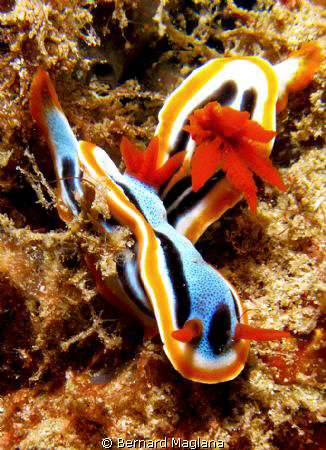 Mating? by Bernard Maglana 