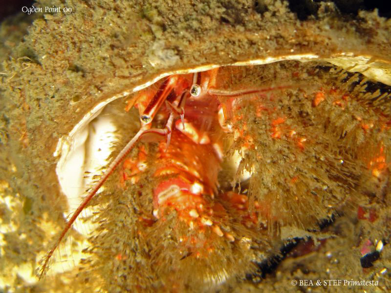 Hermit crab. Ogden point, BC. Canon Ixy 980. by Bea & Stef Primatesta 