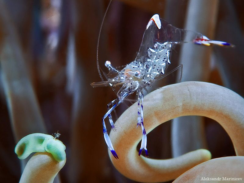 Glass shrimp by Aleksandr Marinicev 