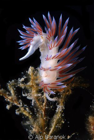 Nudibranch from Bodrum/Turkiye by Alp Baranok 