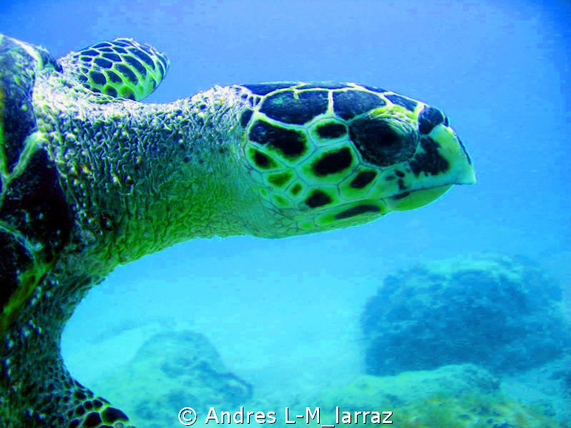 TORTUGA by Andres L-M_larraz 