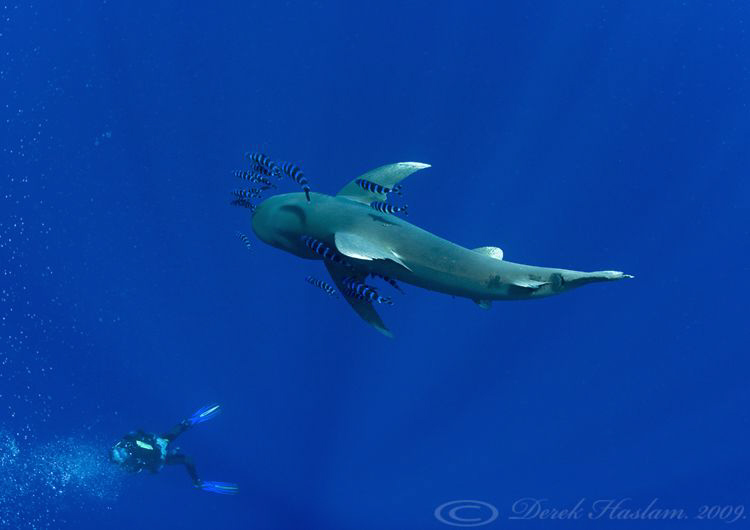 Oceanic whitetip shark. D3, 16mm. by Derek Haslam 