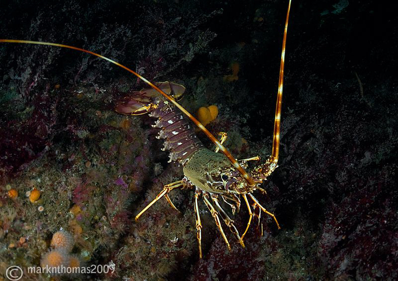 Crawfish.
Inishturk, Connemara, August 09.
D3 16mm x2t/c. by Mark Thomas 