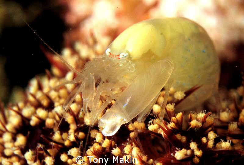 Commensal Shrimp by Tony Makin 