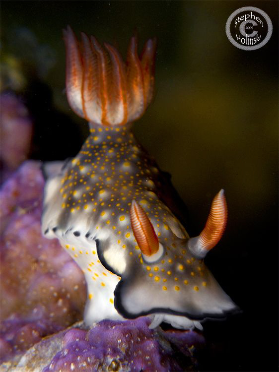 Nudi shot in Anilao.  Canon G10, single Inon UCL165, Sea ... by Stephen Holinski 
