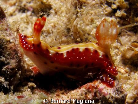 Paradise Island Resort, House reef.... by Bernard Maglana 