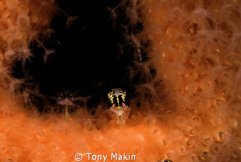 Amphipod on a fan by Tony Makin 