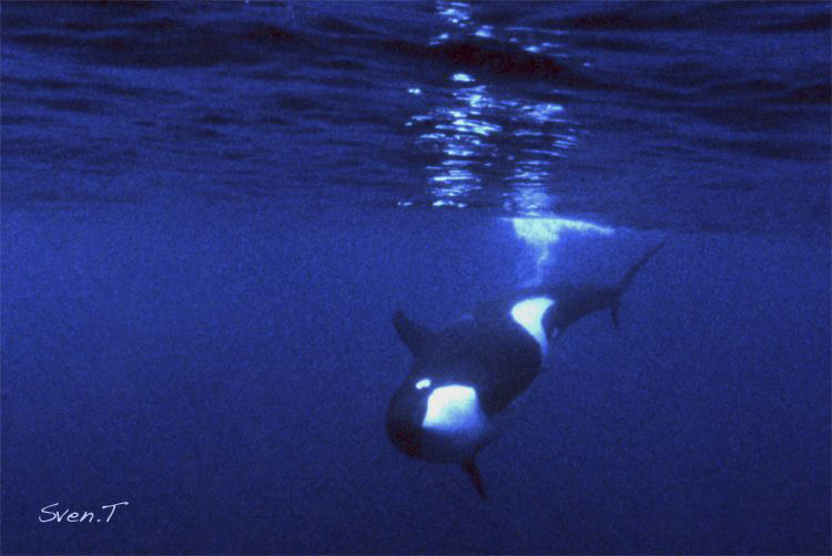 Looking into the blue hoping to see something.
I saw som... by Sven Tramaux 