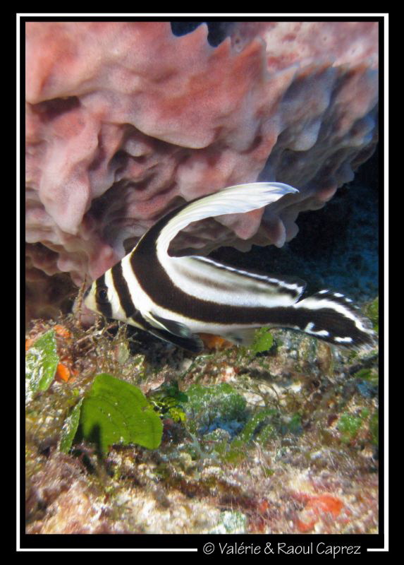 So small and so quick ...
Canon G9 by Raoul Caprez 