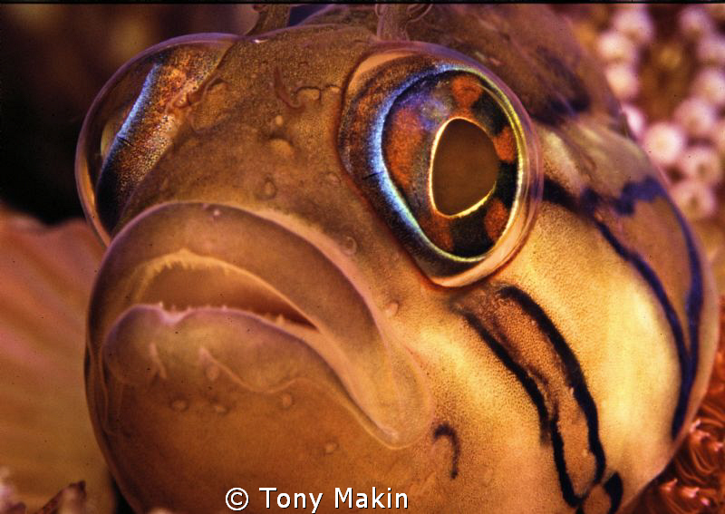 Clinid by Tony Makin 