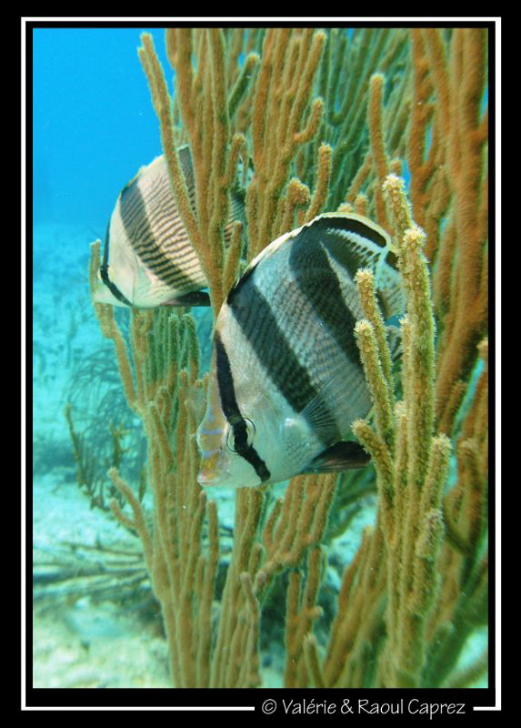 Nice appearance !
Picture taken with a Canon G9 in Cozum... by Raoul Caprez 