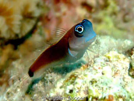Aron's Blenny (Ecsenius aroni)
Taken with Fuji F50FD & F... by Cigdem Cooper 