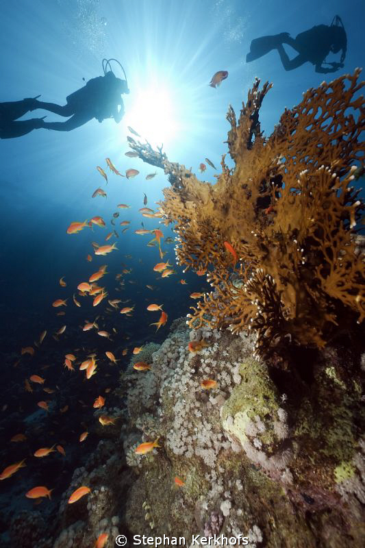 Underwater scenery in Ras Mohammed. by Stephan Kerkhofs 