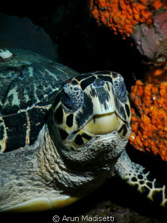 Field testing the SEALIFE DC1000 camera during Dive Fest ... by Arun Madisetti 