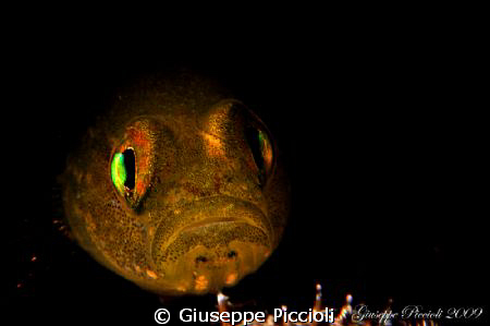 Golden goby by Giuseppe Piccioli 