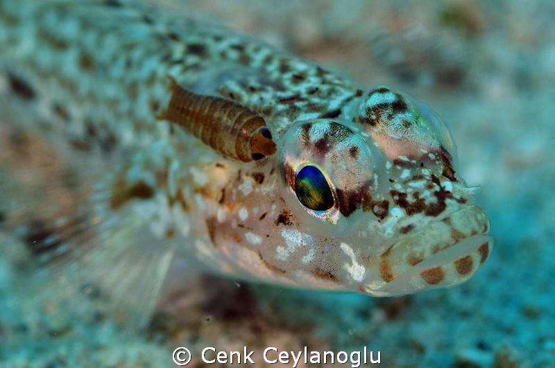 Parasite.
Kaş/ Turkiye by Cenk Ceylanoglu 