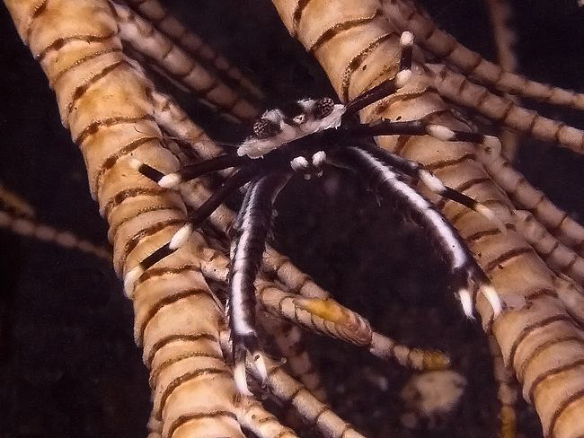 Crinoid squat lobster, Tulamben by Doug Anderson 