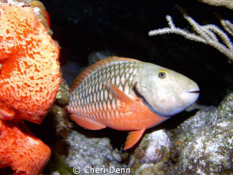 I love the yellow eye shadow on the spot light parrot fish by Cheri Denn 