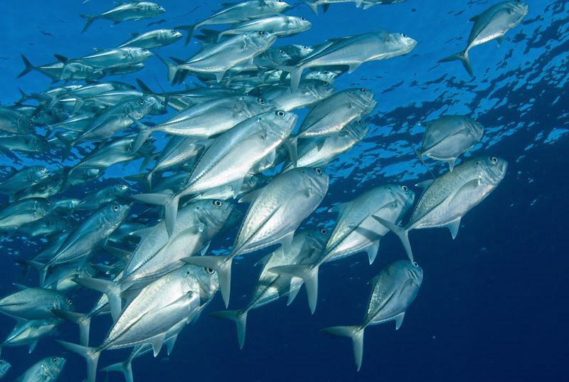 King fish near the surface. by Charles Wright 