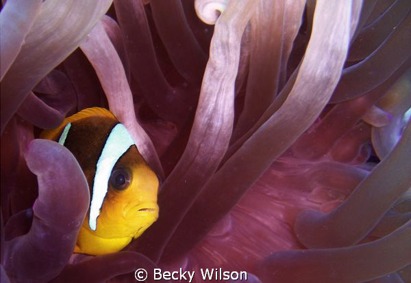 Pink Anemone by Becky Wilson 