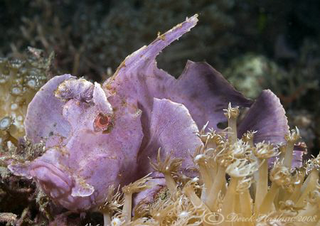 Paddle-Flap Scorpion Fish. Lembeh. D200, 60mm. by Derek Haslam 